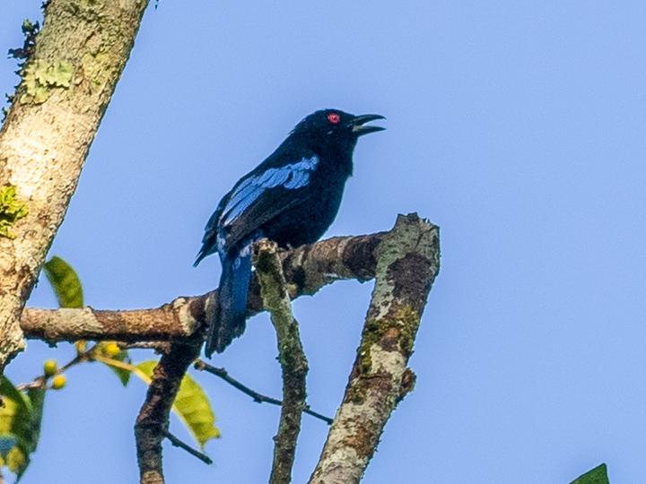 Philippine Fairy-bluebird