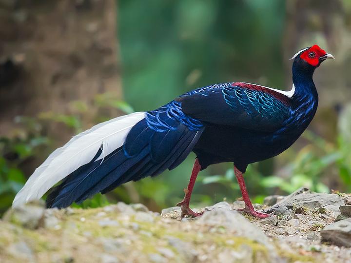 Swinhoe's Pheasant