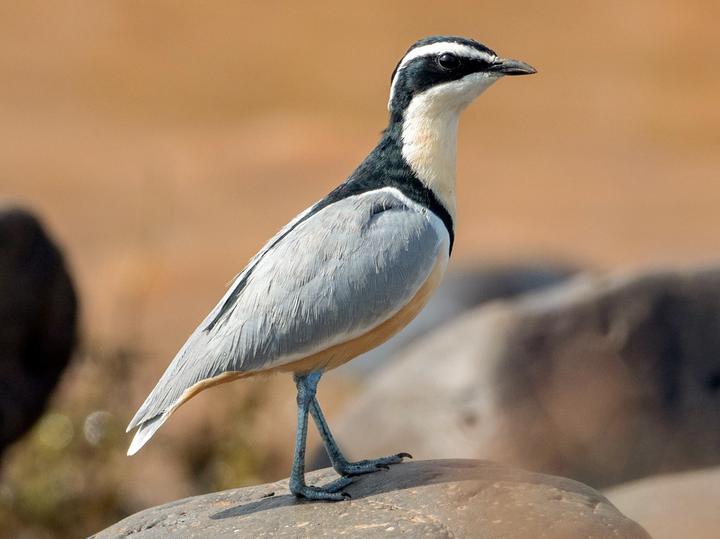 Egyptian Plover
