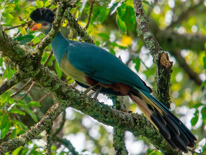 Great Blue Turaco