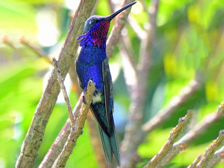 Blue-tufted Starthroat