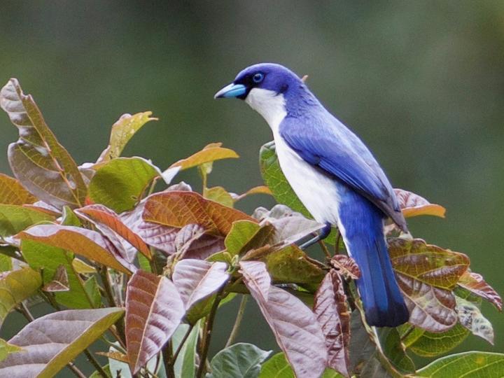 Madagascar Blue Vanga