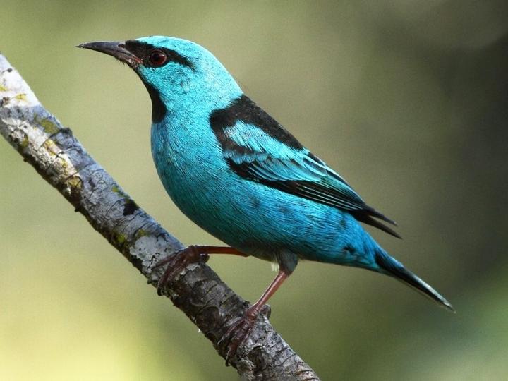 Blue Dacnis