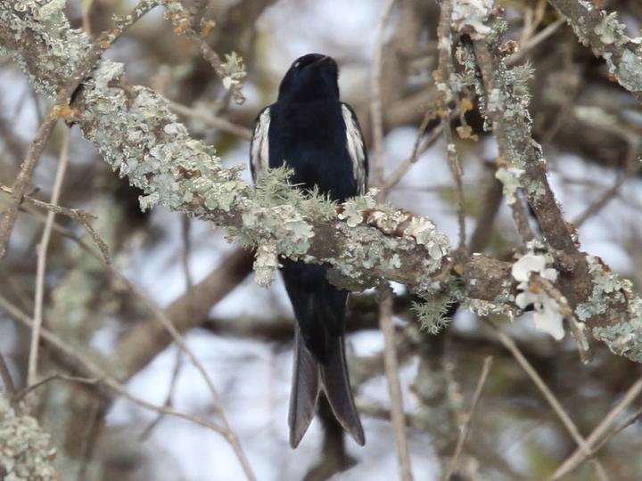 Black Saw-wing