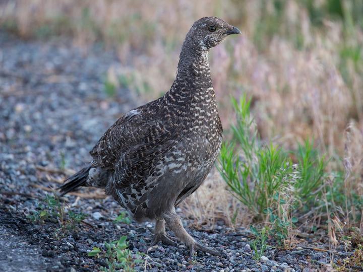 Dusky Grouse