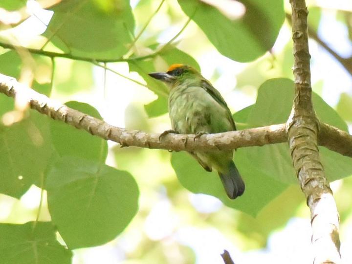Flame-fronted Barbet