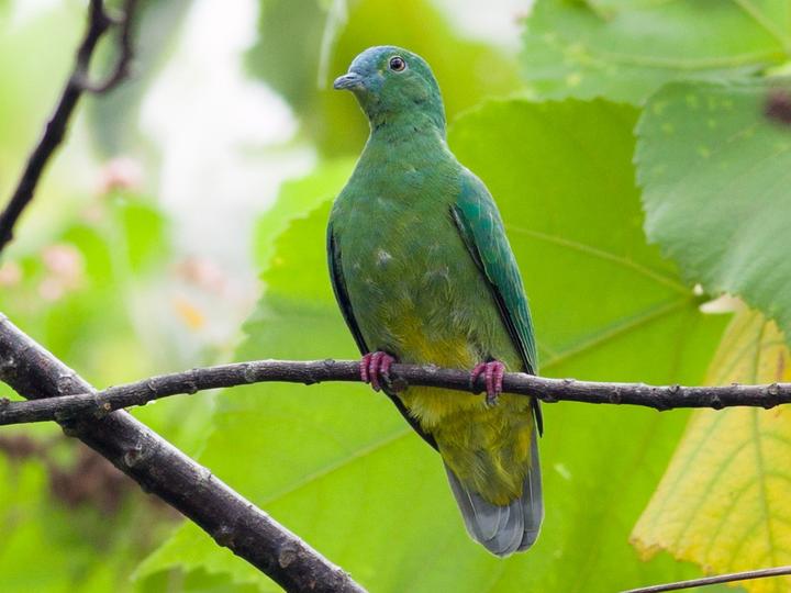 Blue-capped Fruit Dove