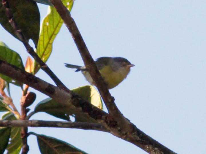 Tepui Vireo