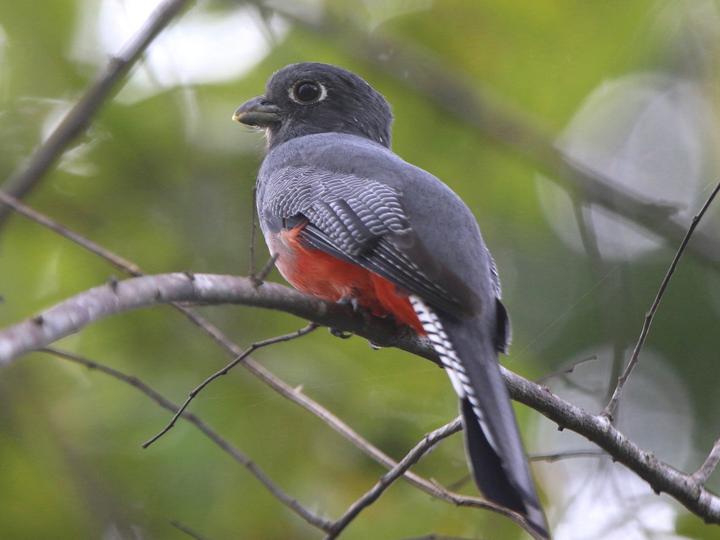 Blue-crowned Trogon