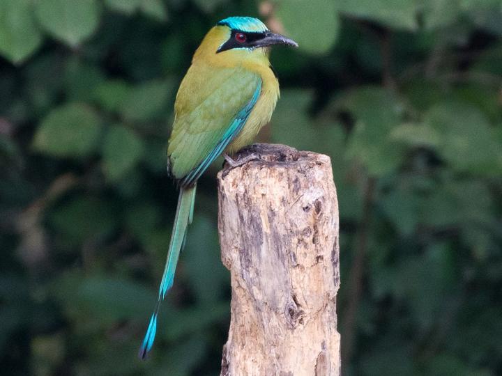 Blue-capped Motmot