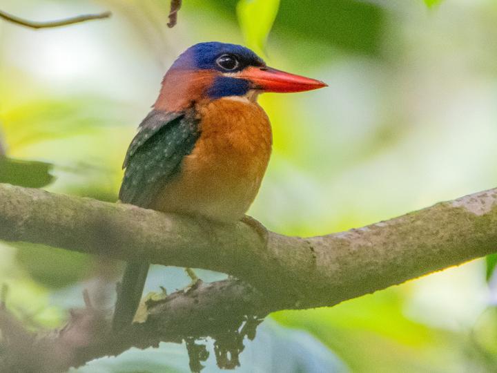 Blue-capped Kingfisher