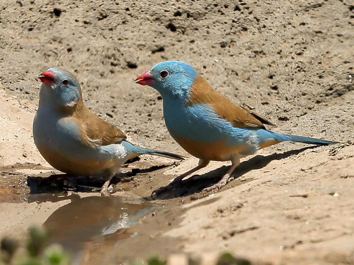 Blue-capped Cordon-bleu