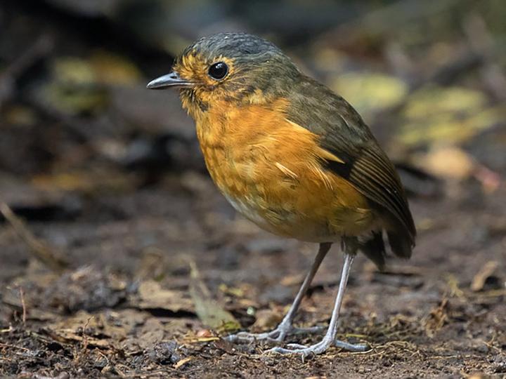 Slaty-crowned Antpitta