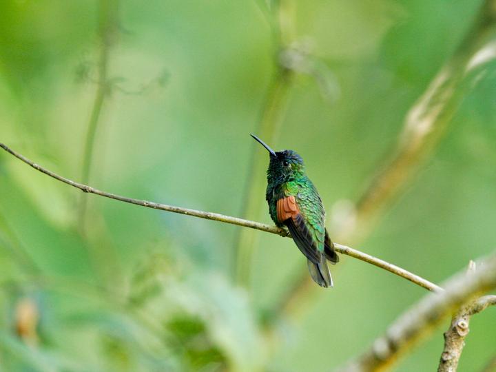 Oaxaca Hummingbird