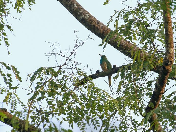 Blue-bearded Bee-eater