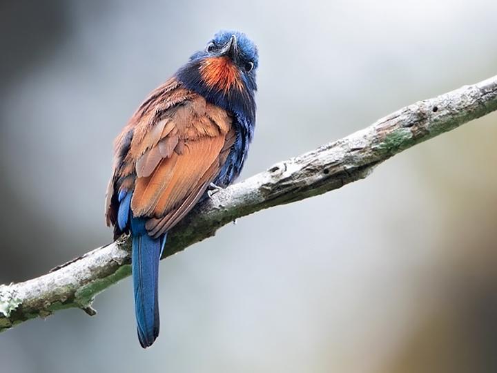 Blue-moustached Bee-eater