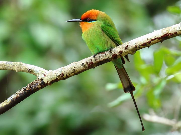 Böhm's Bee-eater
