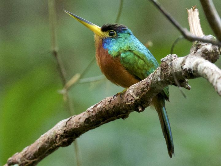 Blue-necked Jacamar