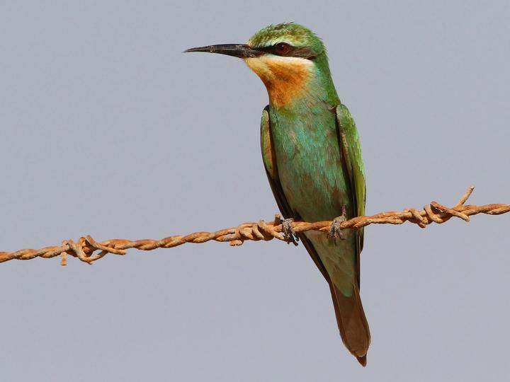 Blue-cheeked Bee-eater