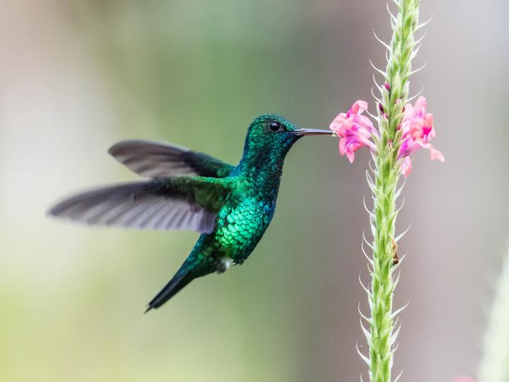 Blue-chinned Sapphire