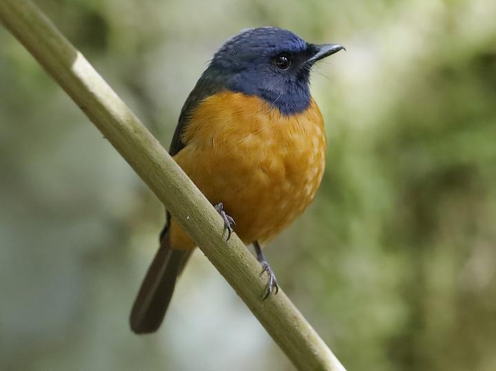 Blue-fronted Blue Flycatcher