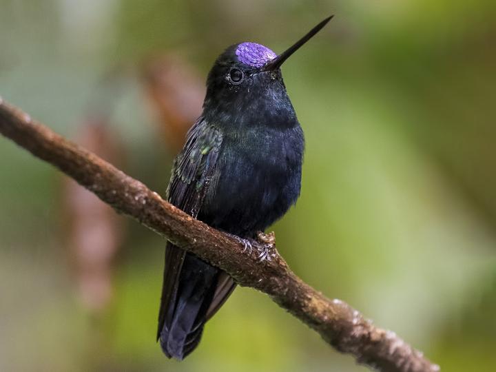 Blue-fronted Lancebill