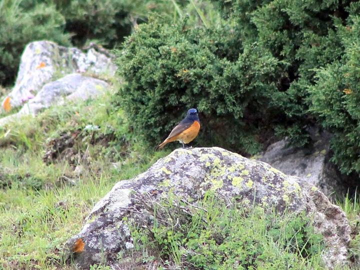 Blue-fronted Redstart