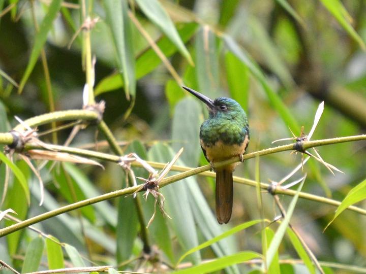 Bluish-fronted Jacamar