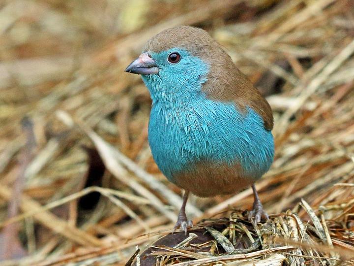 Blue Waxbill