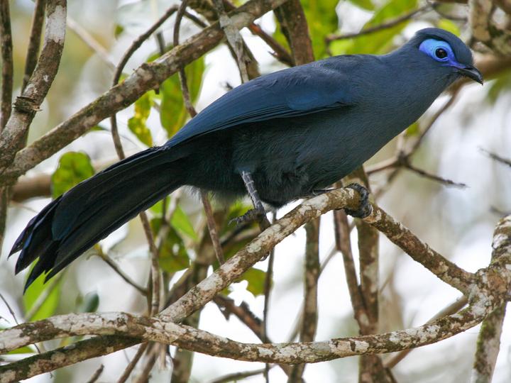 Blue Coua
