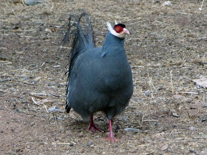 Blue Eared Pheasant