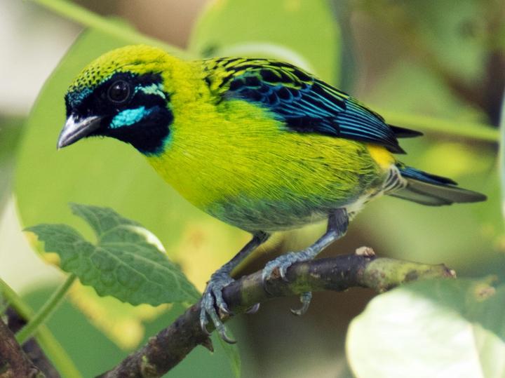 Blue-whiskered Tanager