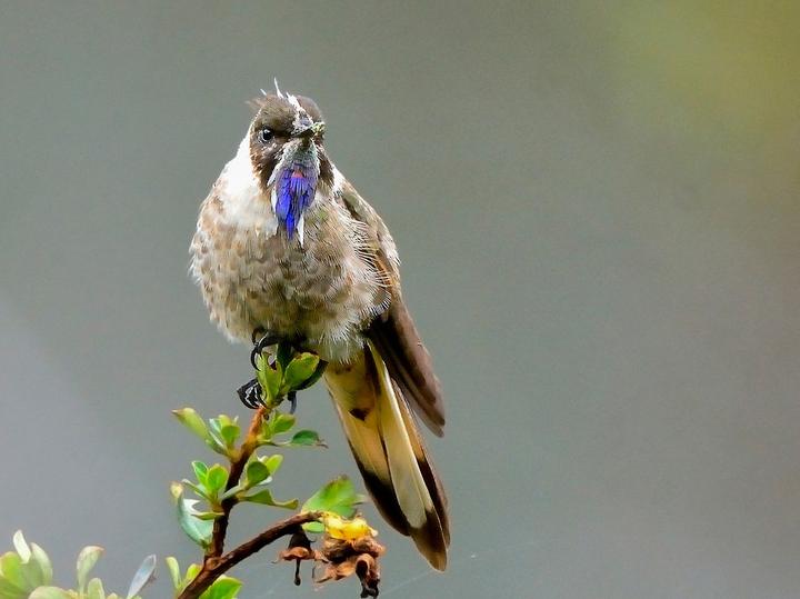 Blue-bearded Helmetcrest