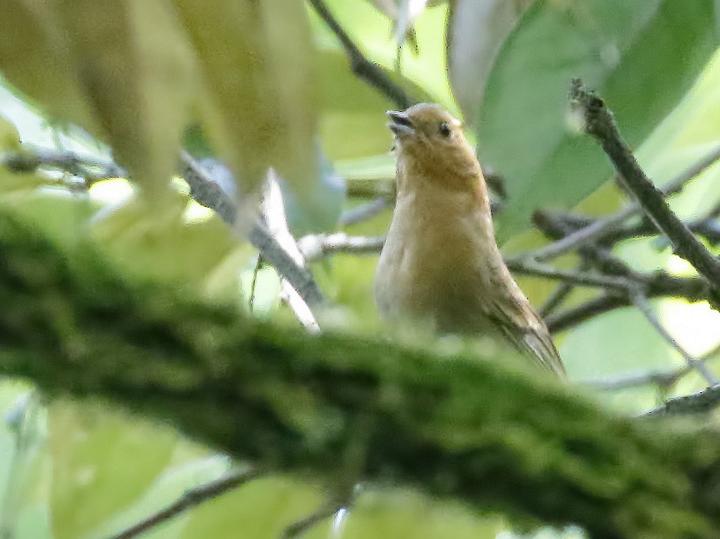 Slaty Bunting