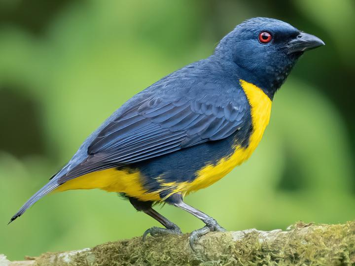 Blue-and-gold Tanager