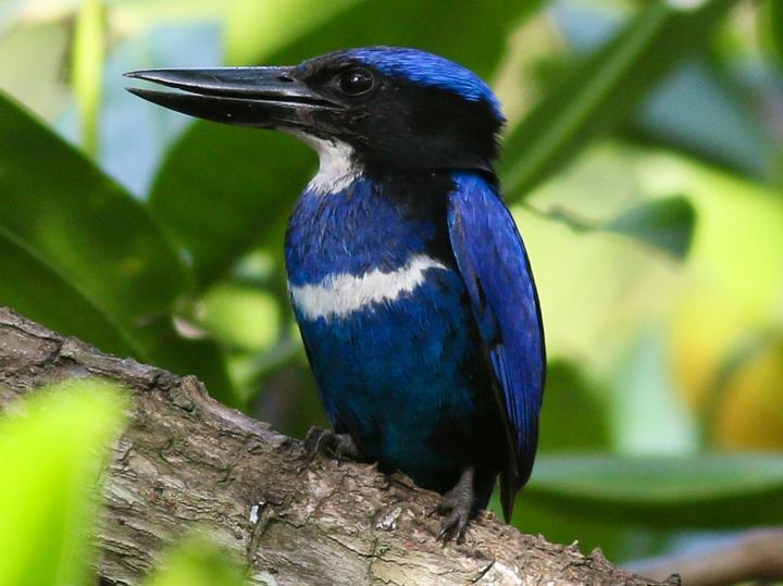 Blue-black Kingfisher