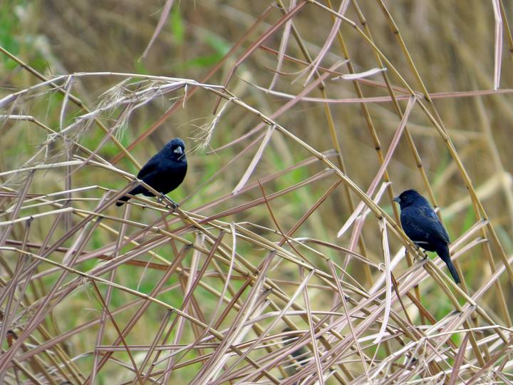 Blue-black Grassquit