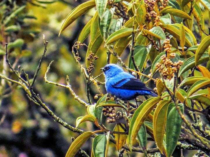 Blue-and-black Tanager