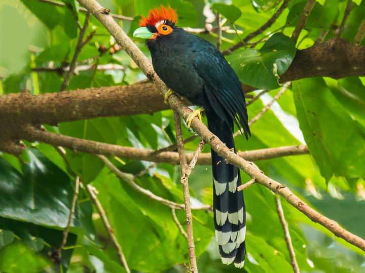 Rough-crested Malkoha
