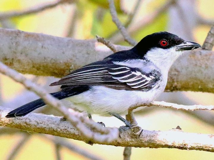 Northern Puffback
