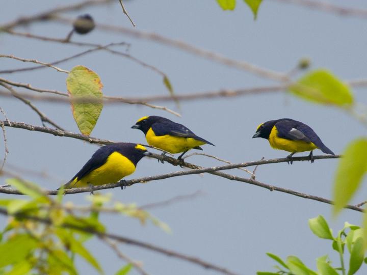 Scrub Euphonia