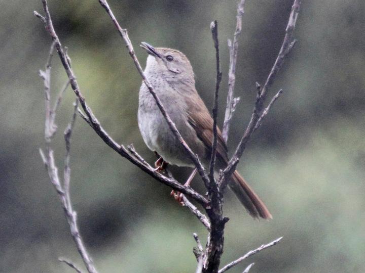 Barratt's Warbler