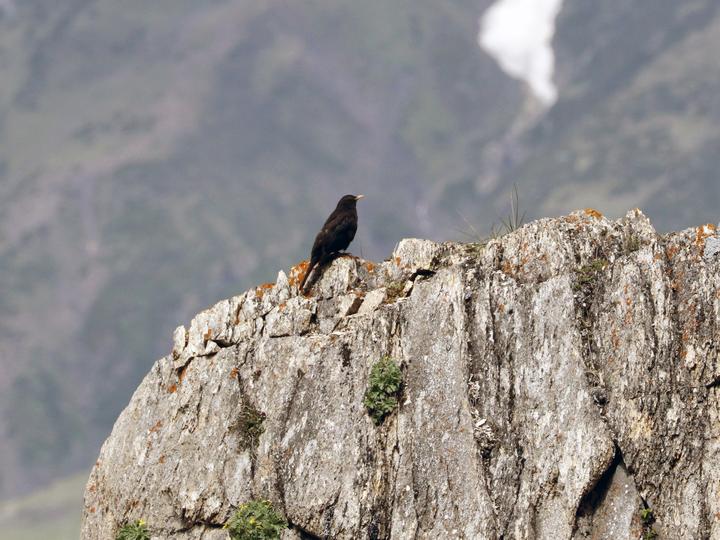 Tibetan Blackbird
