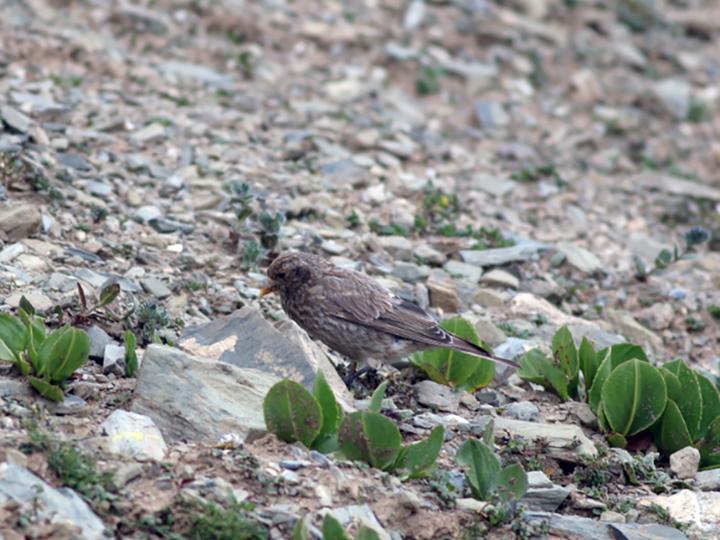 Tibetan Rosefinch