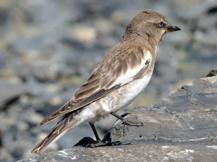Tibetan Snowfinch