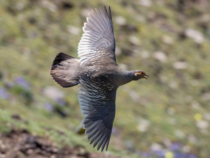 Tibetan Snowcock