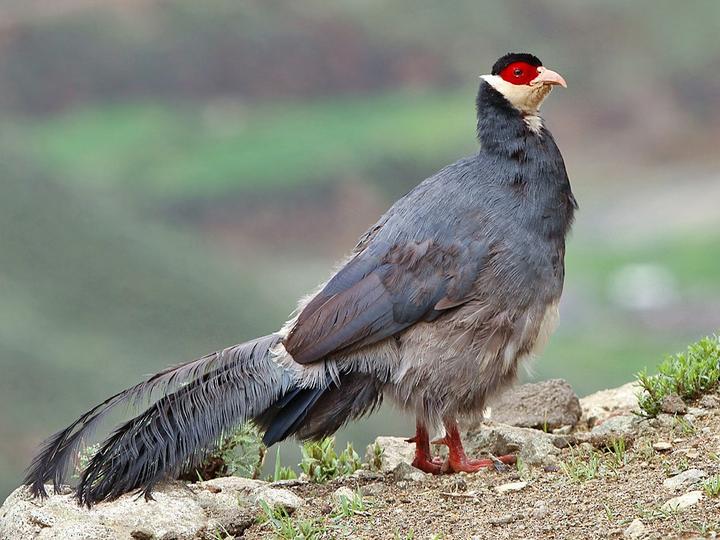 Tibetan Eared Pheasant