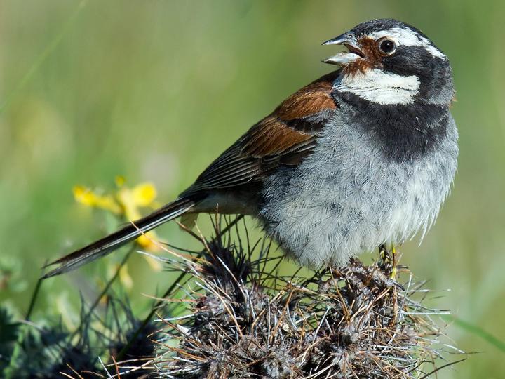 Tibetan Bunting