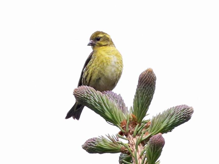 Tibetan Serin