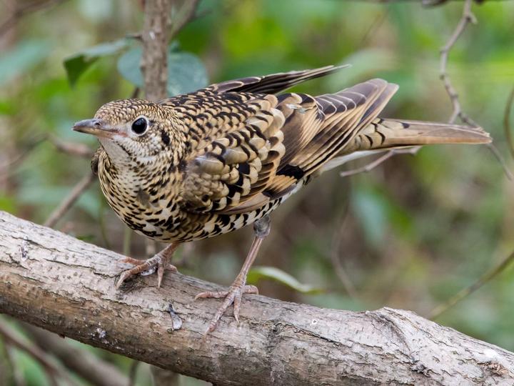 White's Thrush